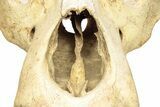 Fossil Upper Cave Bear (Ursus Spelaeus) Skull With Stand #227516-5
